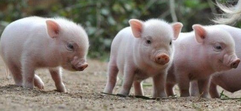 小豬腹瀉的原因、判別和診斷要點