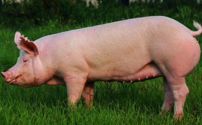 豬的15個行為訊號，你注意到了嗎