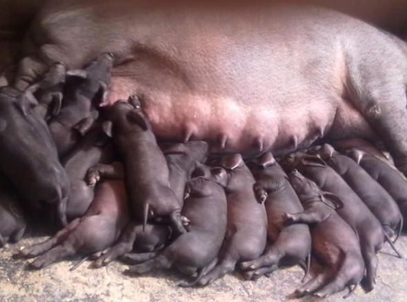 為什么母豬最好不用顆粒料 ？