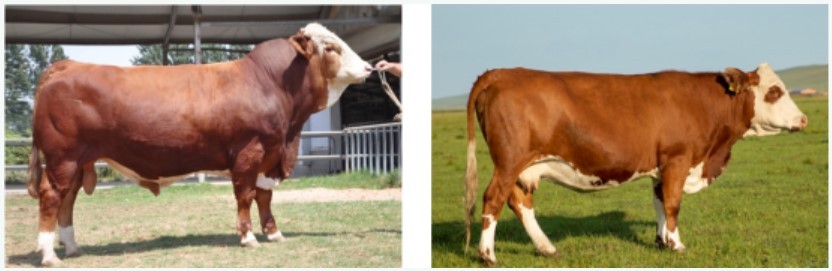 “華西牛”來(lái)了！打破肉牛核心種源卡脖子難題，我國(guó)用了43年